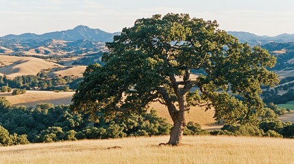 Majestic Oak Tree Stands Tall in Rolling Hills Landscape.