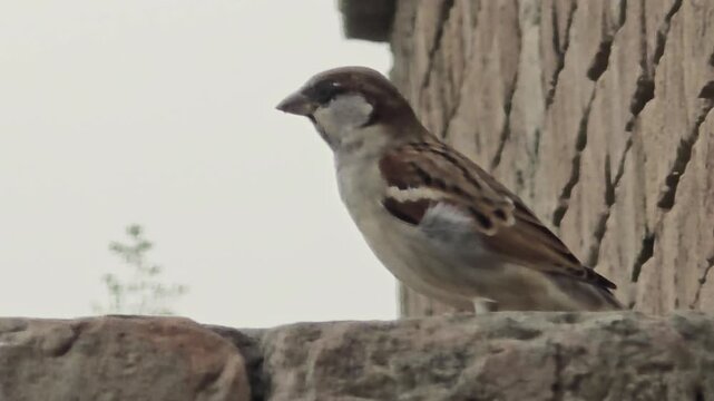 House sparrow passer domesticus perched on a stone surface with a natural pose and detailed feather patterns visible