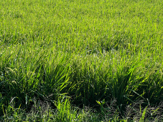 rice field with green leaf