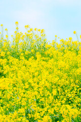 満開を迎えた菜の花｜縦構図