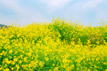 満開を迎えた菜の花