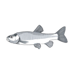 Obraz premium A highly detailed illustration of a fish showcasing its intricate scales and fins, perfect for educational, scientific, or commercial use