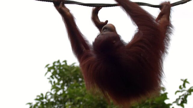Orangutan Climbing Along a Thick Rope in a Tropical Rainforest