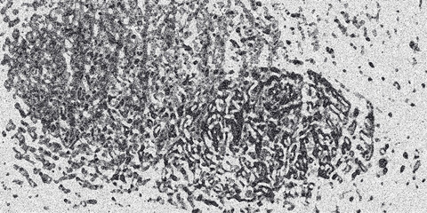 Close-up monochrome abstract texture resembling cellular structures or organic patterns with intricate details and a grainy surface for scientific or biological themes