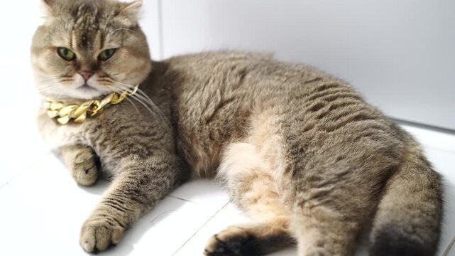 Brown cat short hair green eyes gold collar relaxed domestic pet, Scottish Fold feline animal with chubby body, soft brown fur, lying white background, calm gentle expression, adorable indoor