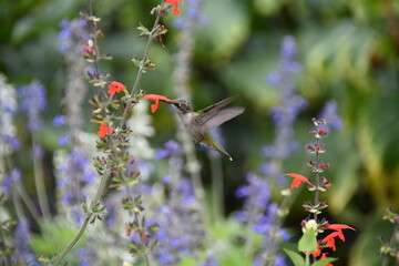 Hummingbird Feeding on Red Salvia Flower in Native Pollinator Garden © Kimberly