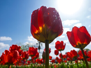 Obraz premium 陽光に透ける生命力。雫と赤いチューリップ