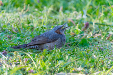 春の草原でくちばしを開けて餌を探す野鳥のヒヨドリ