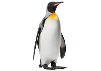 Obraz premium King penguin isolated on transparent or white background