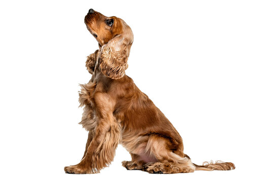 On its hind legs English cocker spaniel begging, looking up, isolated on a transparent or white background