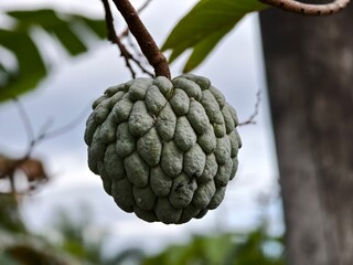 srikaya or Annona squamosa fruit with blurred background