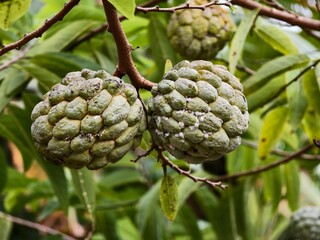srikaya or Annona squamosa fruit with blurred background