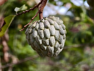 srikaya or Annona squamosa fruit with blurred background