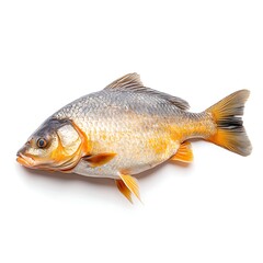 Fototapeta premium Freshwater fish on white background with detailed scales and vibrant colors showcasing beauty