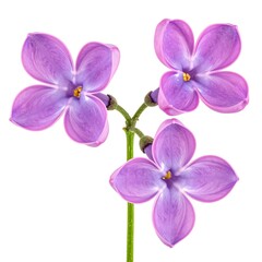 Obraz premium Close-up of delicate purple flowers with a central yellow stamen. Three open blooms and unopened buds extend from a green stem