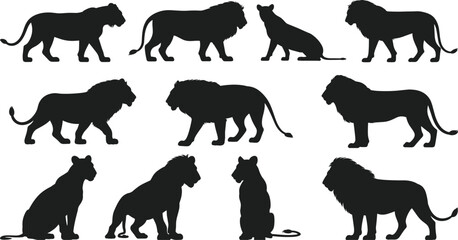 Lion silhouette collection, wild animal poses set, black big cat shapes, predator mammals, safari wildlife icons isolated white background © Hey World