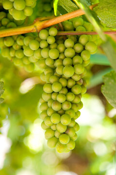 Canada, BC, Oliver.  Ripening green grapes on the vine in the Okanagan Valley.