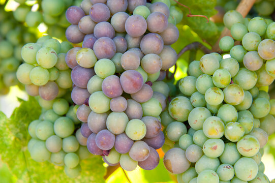 Canada, BC, Oliver.  Pinot Gris grapes ripening on the vine at Tinhorn Creek Winery in the Okanagan Valley