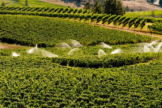 Canada, BC, Okanagan Falls. Okanagan Valley. Irrigation in the Blue Mountain Vineyards above Vaseux Lake