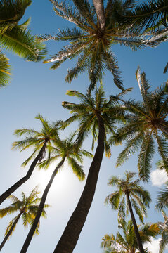 USA, Hawaii, Oahu.  Palm trees in Waikiki