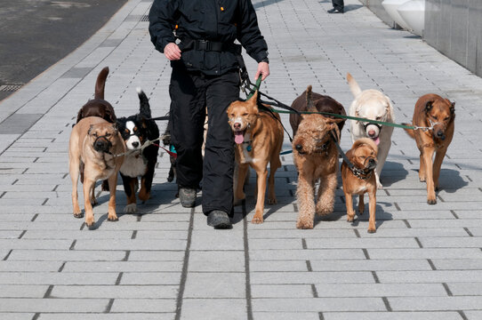 Canada, Quebec, Montreal.  Dog walking service.