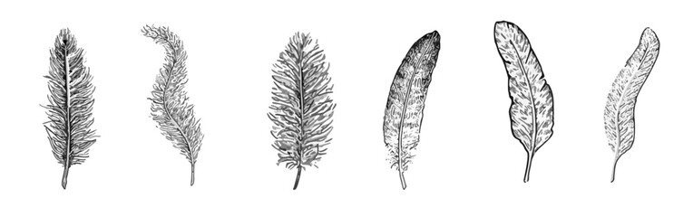 Fototapeta premium Hand-drawn vector feathers with various shapes and textures, isolated on a white background.