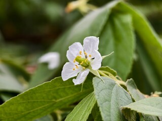 kersen flower (Muntingia calabura) with blurred background