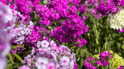 Lush bushes of blooming bright pink and purple phlox in summer garden