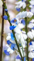 Close-up of delicate flowers with white and blue petals on a thin stem. Bokeh background softens the focus