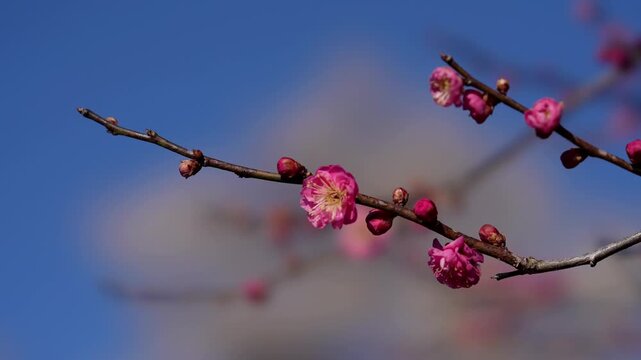 Ibaraki,Japan - February 12, 2026: 
red Ume blossoms or plum blossoms or Japanese apricot blossoms at Kairakuen Park or Kairakuen Garden 