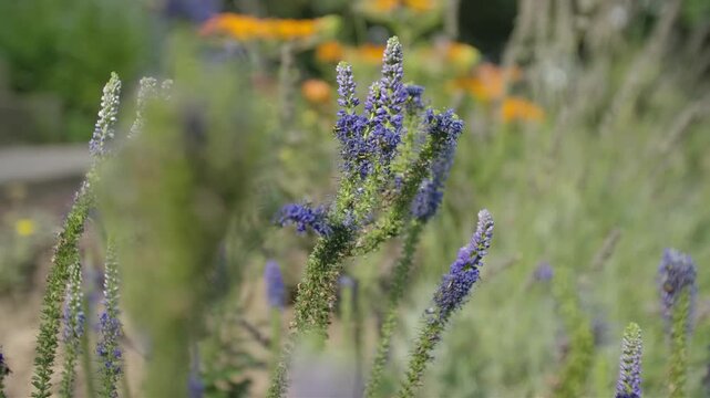 Close-up of delicate purple veronica flowers blooming in a sunlit garden with soft bokeh background