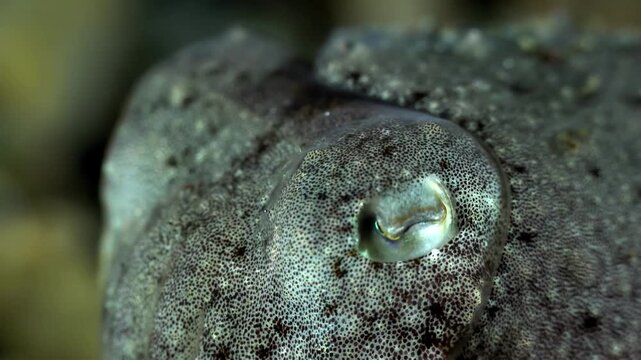 Extreme close-up of a cuttlefish eye showing intricate skin texture and detail