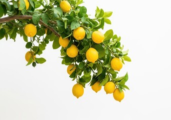 Yellow lemons on branch on corner, isolated background