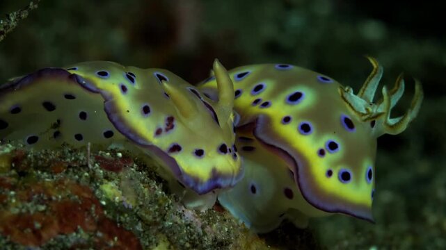 Two vibrant yellow nudibranchs with purple and blue spots interacting closely underwater