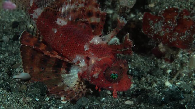 Close-up of a camouflaged red scorpionfish resting on a dark sandy seabed