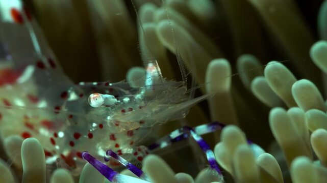 Close-up of a spotted cleaner shrimp nestled within soft anemone tentacles underwater