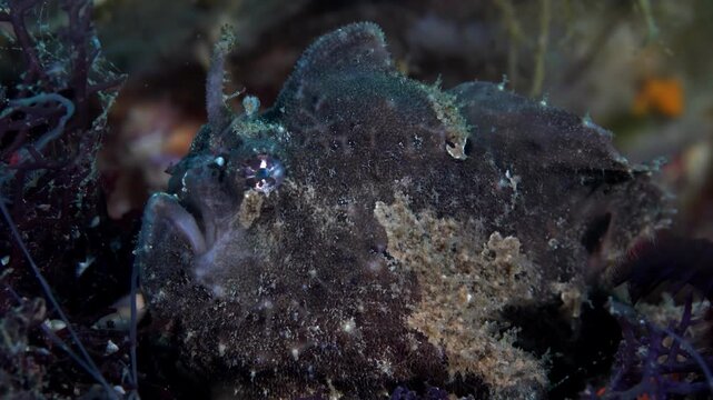 Detailed close-up of a dark, camouflaged frogfish hiding amongst coral reef structures