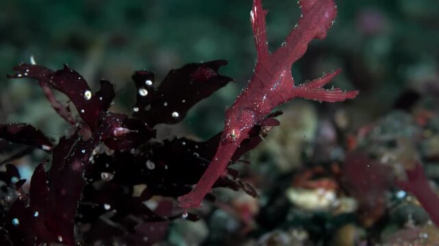 Red ghost pipefish camouflaged amongst dark seaweed and coral reef underwater