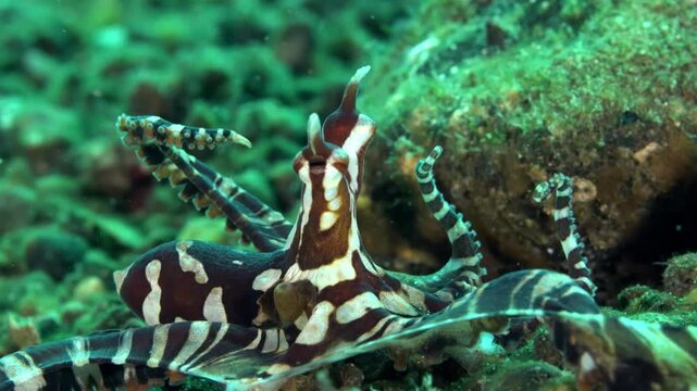 Mimic octopus with distinctive brown and white stripes displays its arms underwater