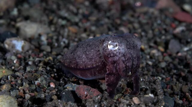 Small cuttlefish with large eye rests on a pebble-strewn seabed, showcasing its textured skin