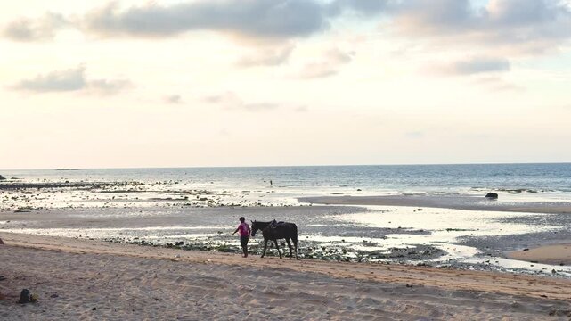Thai Boy Leading Horse Along Phuket Beach at Sunset Low Tide