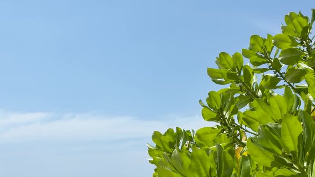 Lush Green Tropical Bush Leaves Against a Clear Blue Sky in Phuket