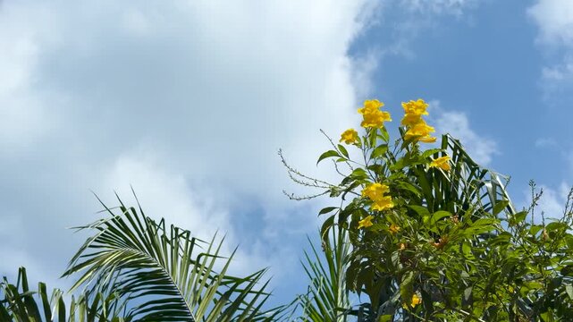 Yellow Flowers and Palm Fronds Against a Blue Cloudy Sky