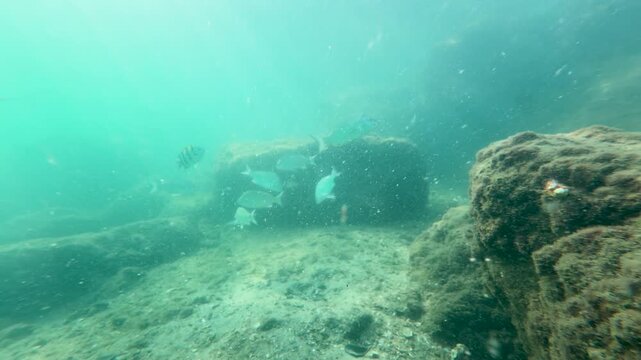 Yellowfin Sea Bream Swimming Near Underwater Rocks