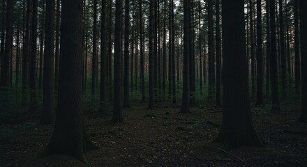 Fototapeta premium Dark, dense forest interior with towering, vertical tree trunks. Sunlight filters through the canopy