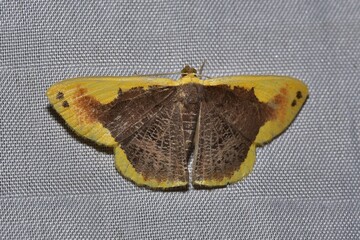 Closeup of a beauttiful Moth in nature, Thailand. Macro image of a colorful moth.