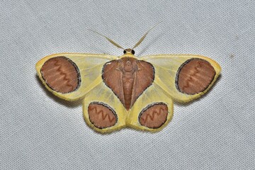 Closeup of a beauttiful Moth in nature, Thailand. Macro image of a colorful moth.