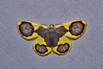 Closeup of a beauttiful Moth in nature, Thailand. Macro image of a colorful moth.