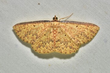 Closeup of a beauttiful Moth in nature, Thailand. Macro image of a colorful moth.