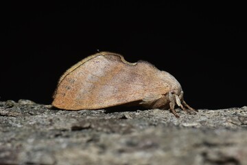 Closeup of a beauttiful Moth in nature, Thailand. Macro image of a colorful moth.